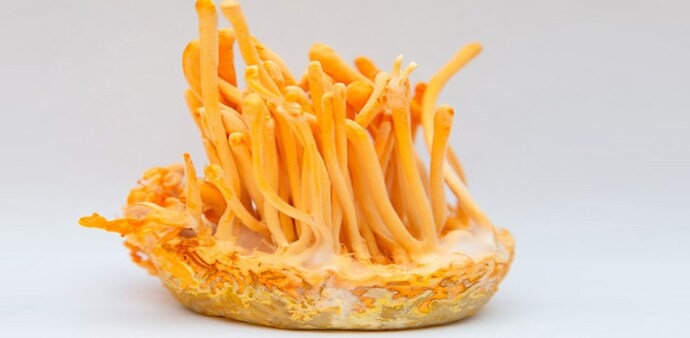 Generic photo of cordyceps militaris Generic photo of cordyceps militaris
