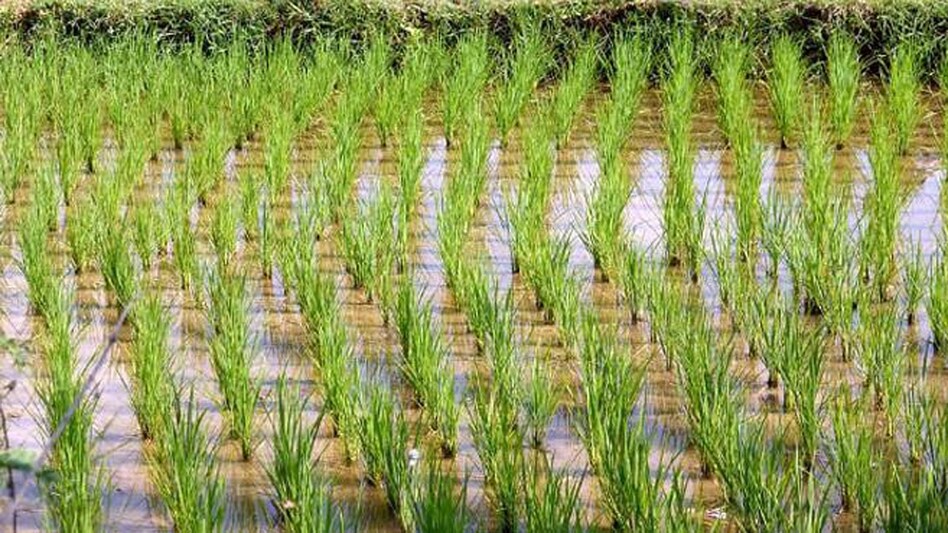 The decision taken by the Cabinet will help farmers take a call on which kharif crop to grow as sowing picks with the spread of the Southwest monsoon The decision taken by the Cabinet will help farmers take a call on which kharif crop to grow as sowing picks with the spread of the Southwest monsoon