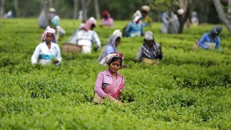 There will be no compromise on the quality of tea leaves and fair price (Source: PTI) There will be no compromise on the quality of tea leaves and fair price (Source: PTI)