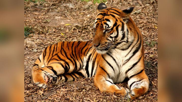 Large cats-tigers, pumas, lions and leopards as well as gorillas are highly susceptible to the COVID-19 infection, as per the World Health Organisation Large cats-tigers, pumas, lions and leopards as well as gorillas are highly susceptible to the COVID-19 infection, as per the World Health Organisation