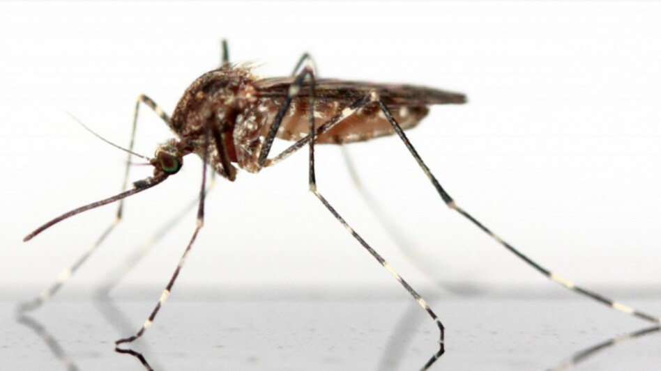 Zika is a mosquito-borne virus that spreads through the bite of an infected mosquito species named Aedes aegypti Zika is a mosquito-borne virus that spreads through the bite of an infected mosquito species named Aedes aegypti