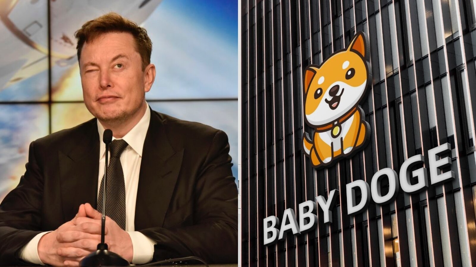 Elon Musk has brought the spotlight on Baby Doge.