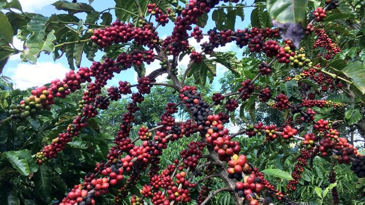 Coffee bean prices were up more than 30 per cent this week, and 60 per cent since the beginning of 2021 (Source: Reuters) Coffee bean prices were up more than 30 per cent this week, and 60 per cent since the beginning of 2021 (Source: Reuters)