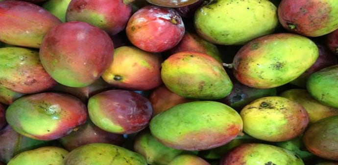 Doha imported 1,40,000 kg of mangoes from Bengaluru Doha imported 1,40,000 kg of mangoes from Bengaluru