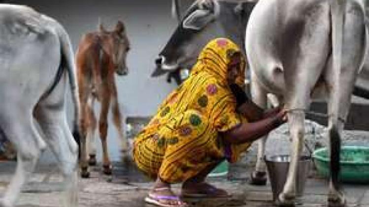 Currently, Gokul cow milk costs Rs 47 per litre which will cost Rs 49 per litre from Sunday, while buffalo milk that costs Rs 58 per litre will be available at Rs 60 per litre (Source: PTI) Currently, Gokul cow milk costs Rs 47 per litre which will cost Rs 49 per litre from Sunday, while buffalo milk that costs Rs 58 per litre will be available at Rs 60 per litre (Source: PTI)