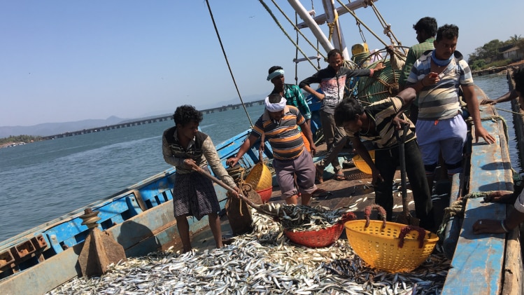 Irrational subsidies by many nations hurting Indian fishermen: Piyush Goyal at WTO - BusinessToday