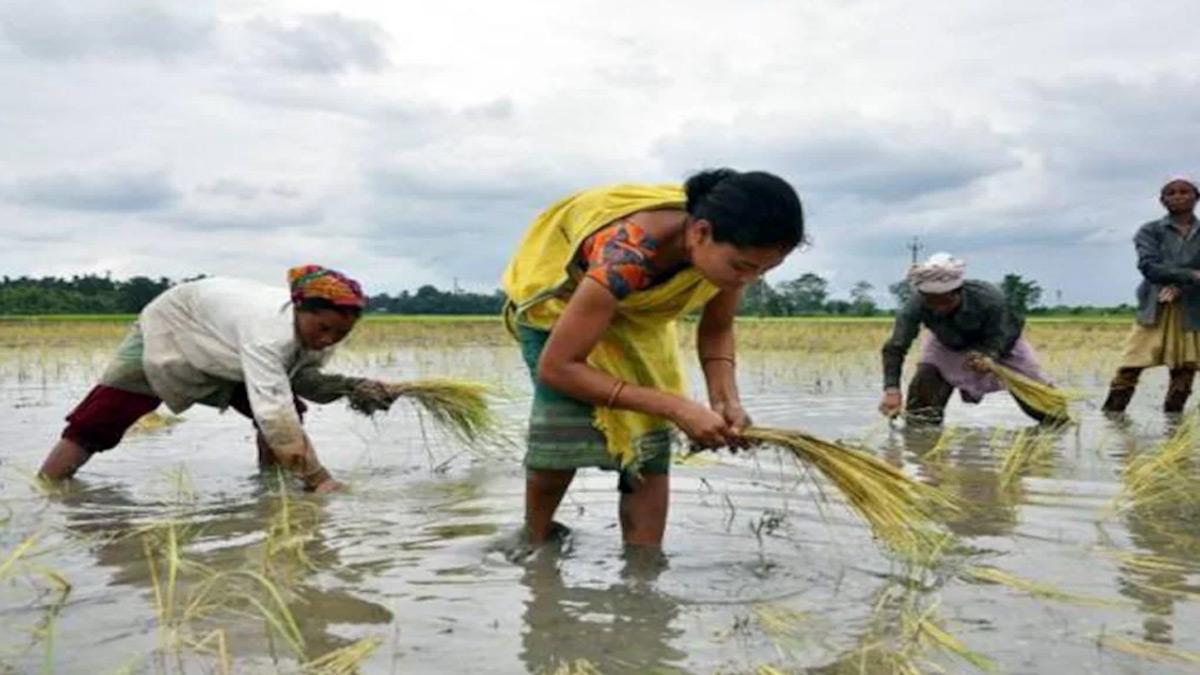 While the area under rice coverage was 1.6 per cent below normal, it was lower by over 15 per cent compared to 2020. While the area under rice coverage was 1.6 per cent below normal, it was lower by over 15 per cent compared to 2020.