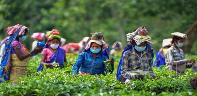 Jungpana is the most premium tea of Darjeeling (Source: PTI) Jungpana is the most premium tea of Darjeeling (Source: PTI)