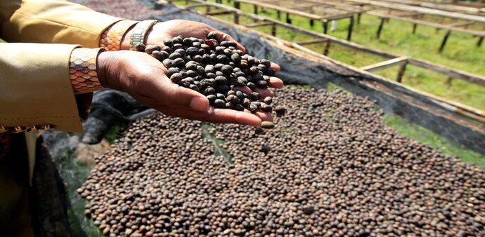 The move will lead to prosperity among coffee farmers in the district (Source:Reuters) The move will lead to prosperity among coffee farmers in the district (Source:Reuters)