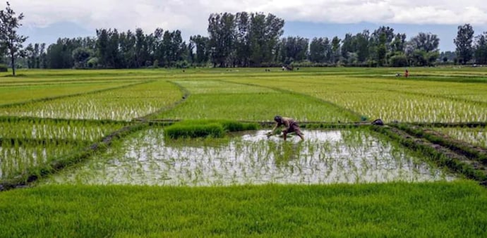 The highest absolute increase in MSP over the previous year has been recommended for lentil (masur) and rapeseeds and mustard at Rs 400 per quintal each. The highest absolute increase in MSP over the previous year has been recommended for lentil (masur) and rapeseeds and mustard at Rs 400 per quintal each.