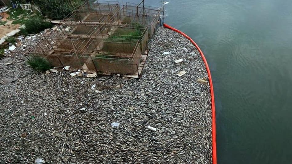 Sirsa district adjoining the border of Rajasthan and Punjab at the last end of Haryana has the highest number of cultivators in the state (Representative Image) Sirsa district adjoining the border of Rajasthan and Punjab at the last end of Haryana has the highest number of cultivators in the state (Representative Image)