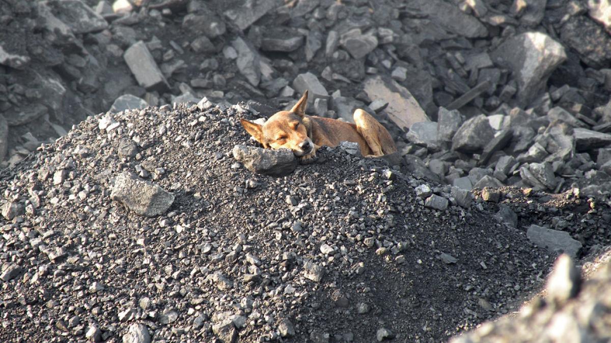 Govt asks Coal India to diversify; invest in EVs, charging stations Govt asks Coal India to diversify; invest in EVs, charging stations