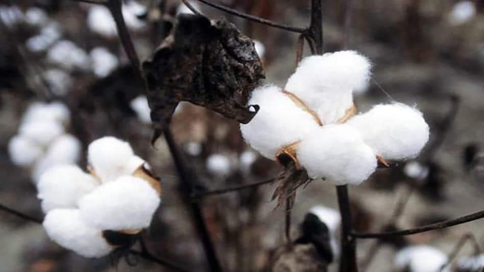 The total estimated cotton supply till end of the 2021-22 season, that is up to September 30, 2022, was at 445.13 lakh bales. The total estimated cotton supply till end of the 2021-22 season, that is up to September 30, 2022, was at 445.13 lakh bales.