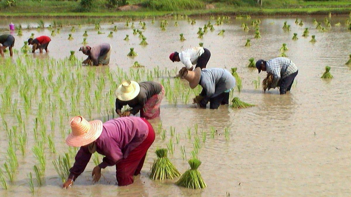 Govt assures ethanol blending plan will not affect India's food security