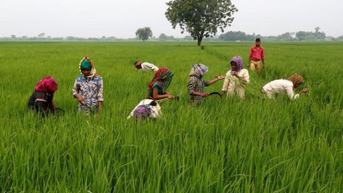 Minimum Threshold Parameters (MTPs) to ensure farmers' benefit, says govt
