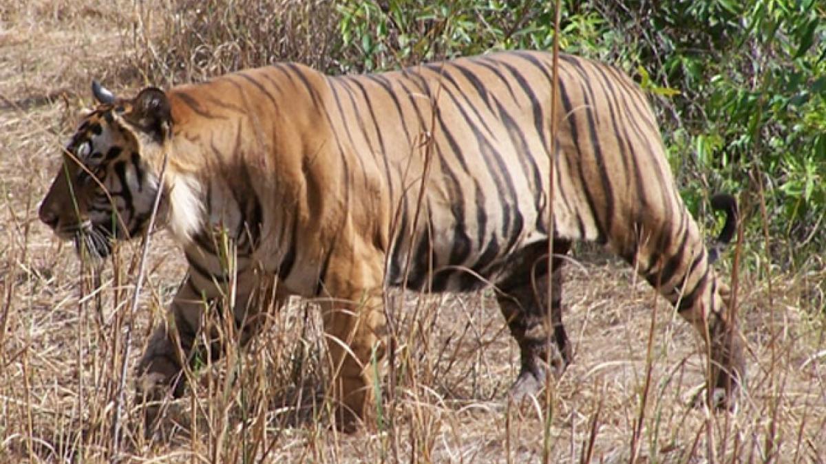 Jim Corbett National Park likely to be renamed as Ramganga National Park