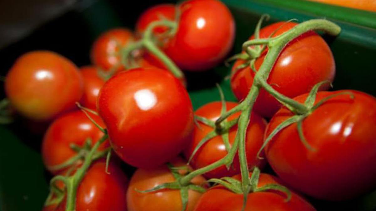 In Mumbai, tomato prices in retail markets rose to Rs 53 per kg from Rs 15 per kg in the said period, the data showed In Mumbai, tomato prices in retail markets rose to Rs 53 per kg from Rs 15 per kg in the said period, the data showed