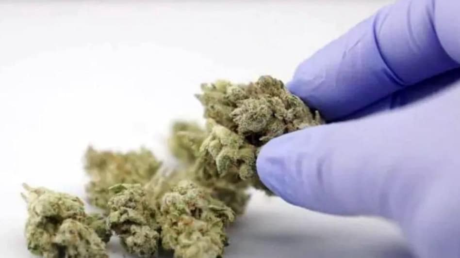 The accused allegedly sold 390 packets of marijuana via Amazon's marketplace for the inter-state movement of 1,000 kg of illegal substance The accused allegedly sold 390 packets of marijuana via Amazon's marketplace for the inter-state movement of 1,000 kg of illegal substance