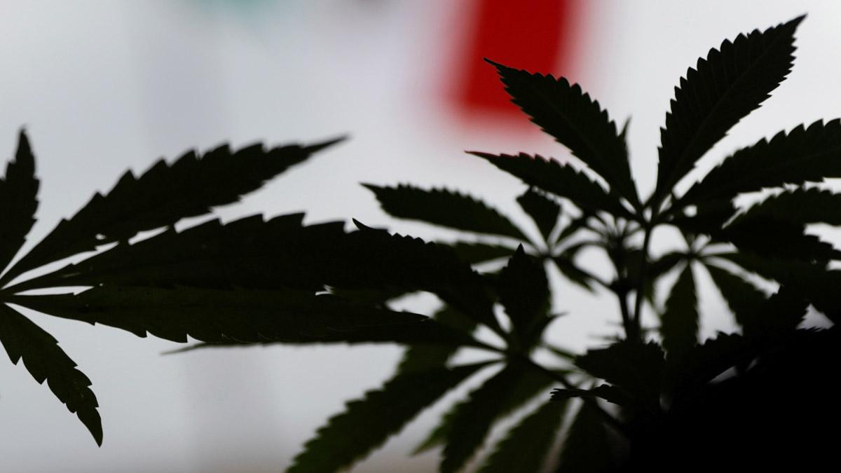 Uber users can now order cannabis in Canada's Ontario (Photo: Reuters) Uber users can now order cannabis in Canada's Ontario (Photo: Reuters)