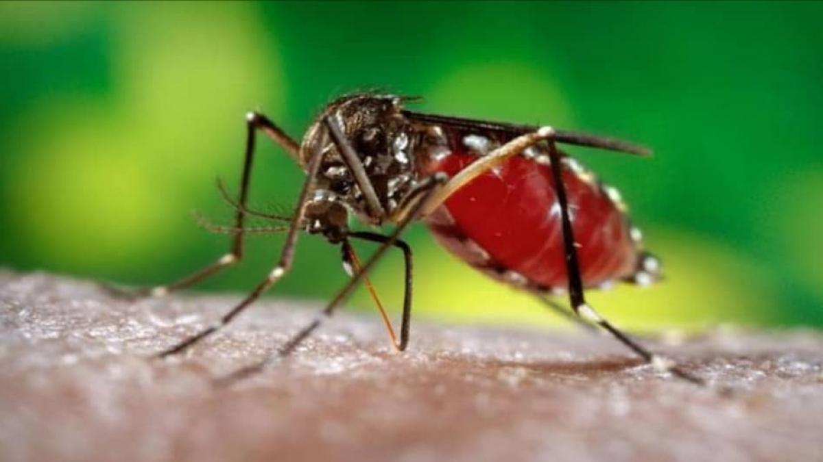 The dengue mosquito larvae breed in clear, standing water, while those of malaria thrive even in dirty water The dengue mosquito larvae breed in clear, standing water, while those of malaria thrive even in dirty water