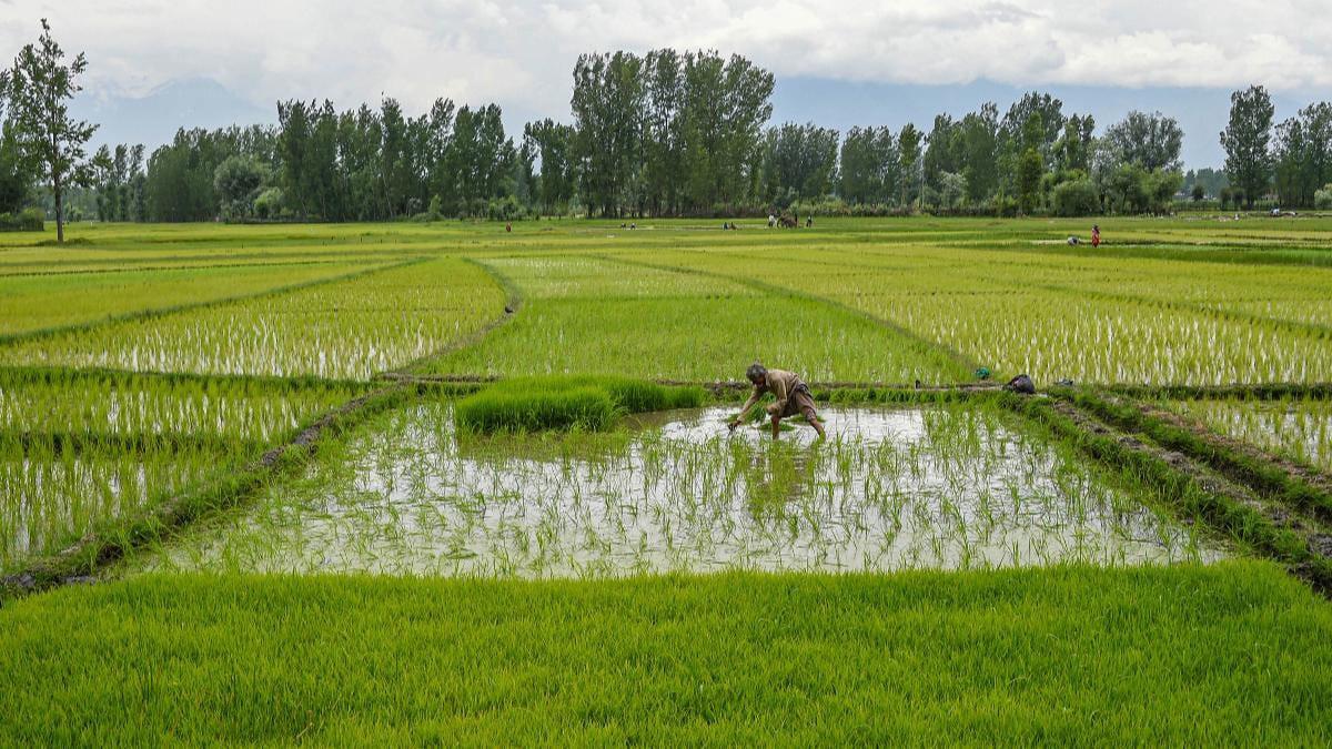 Carrot farmers behind India's price-fixing probe of global seed firms