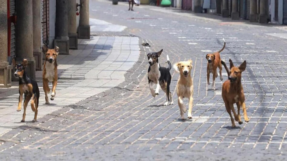 Based on various factors influencing pet homelessness - all pets wanted, cared for, and welcome - India had an overall index tally of 2.4 out of 10 Based on various factors influencing pet homelessness - all pets wanted, cared for, and welcome - India had an overall index tally of 2.4 out of 10