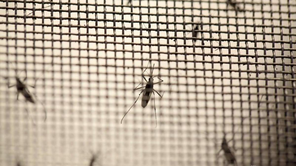 At least 89 people, including 17 children, have tested positive for the Zika virus in a surge of cases in the Indian city of Kanpur