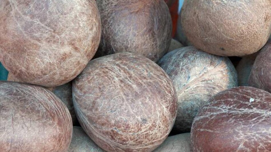 Govt hikes copra MSP by Rs 255/quintal, ball copra by Rs 400 per quintal Govt hikes copra MSP by Rs 255/quintal, ball copra by Rs 400 per quintal