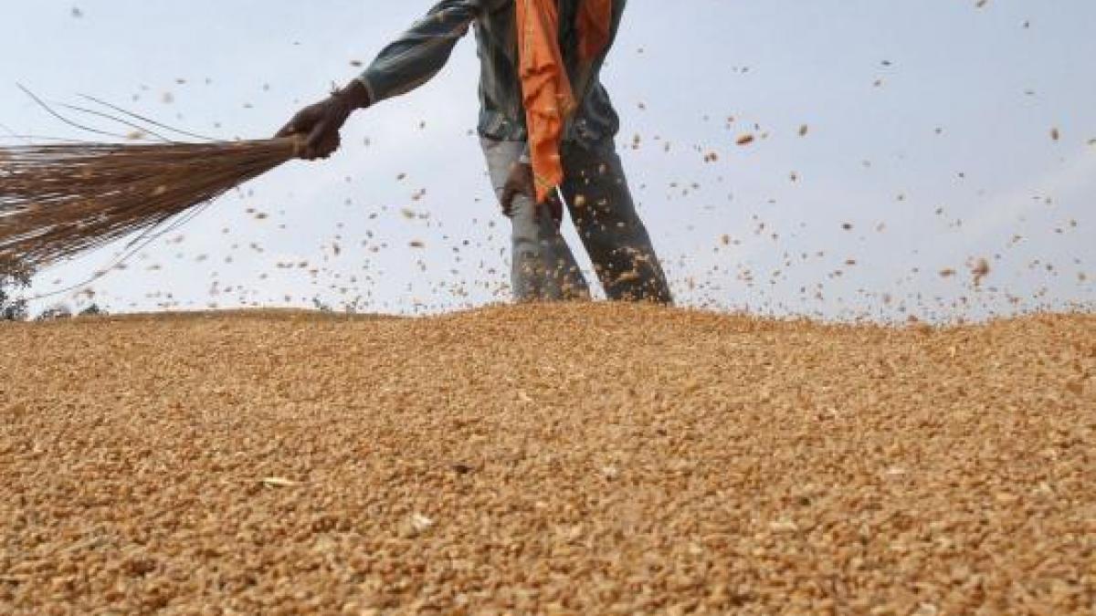 Govt bans futures trading in 7 commodities, including wheat, moong