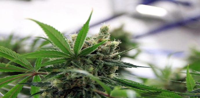 The petition has challenged provisions of the Narcotic Drugs and Psychotropic Substances (NDPS) Act which prohibit the use of cannabis. The petition has challenged provisions of the Narcotic Drugs and Psychotropic Substances (NDPS) Act which prohibit the use of cannabis.