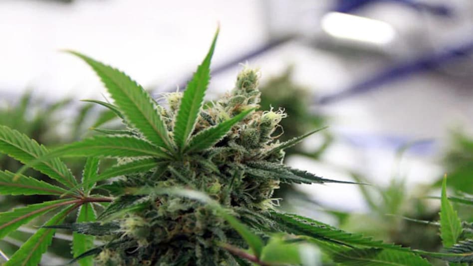 The petition has challenged provisions of the Narcotic Drugs and Psychotropic Substances (NDPS) Act which prohibit the use of cannabis. The petition has challenged provisions of the Narcotic Drugs and Psychotropic Substances (NDPS) Act which prohibit the use of cannabis.