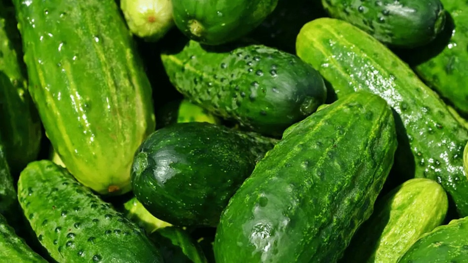 There are 51 major companies producing and exporting gherkins in drums and ready-to-eat consumer packs. There are 51 major companies producing and exporting gherkins in drums and ready-to-eat consumer packs.