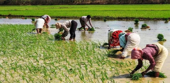 An initiative has also been taken to make liquor from paddy, maize and potato An initiative has also been taken to make liquor from paddy, maize and potato