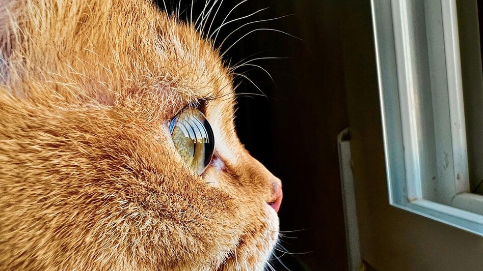 Macro photos from the Apple iPhone 13 Pro and iPhone 13 Pro Max can be submitted for the contest Macro photos from the Apple iPhone 13 Pro and iPhone 13 Pro Max can be submitted for the contest