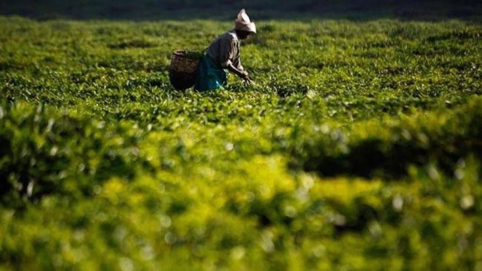 Russia is one of the biggest importers of Indian tea with a share of 18 per cent in Indian tea exports. Russia is one of the biggest importers of Indian tea with a share of 18 per cent in Indian tea exports.