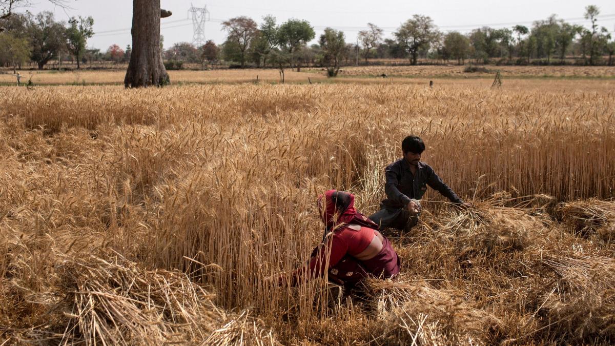 India signs deals to export 500,000 tonnes wheat, as global prices soar - Vimarsana News
