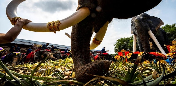 Elephants enjoy a "buffet" of fruit and vegetables during Thailand's National Elephant Day celebration at Nong Nooch Tropical Garden in Pattaya, Thailand. (Photo: Reuters) Elephants enjoy a "buffet" of fruit and vegetables during Thailand's National Elephant Day celebration at Nong Nooch Tropical Garden in Pattaya, Thailand. (Photo: Reuters)