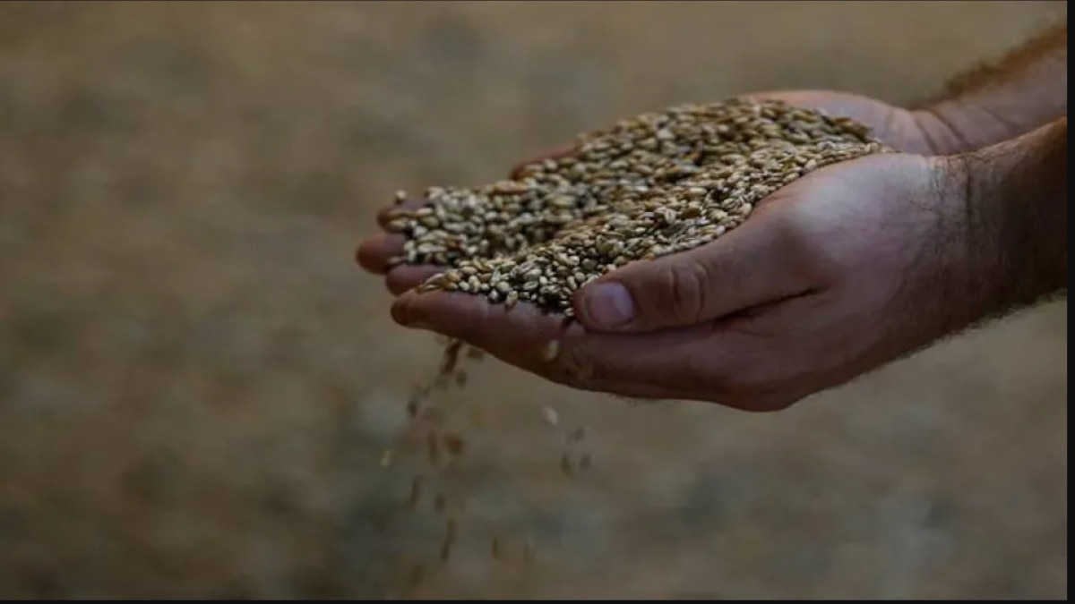 Ukraine crisis: Wheat exports likely to surge on Black Sea supply woes