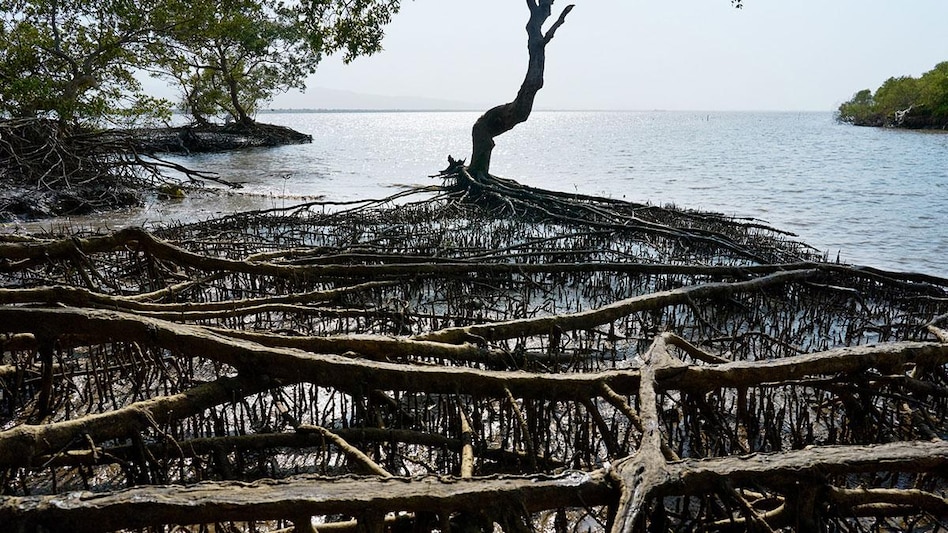 It is a part of Apple’s work to support communities around the world most impacted by climate change. It is a part of Apple’s work to support communities around the world most impacted by climate change.