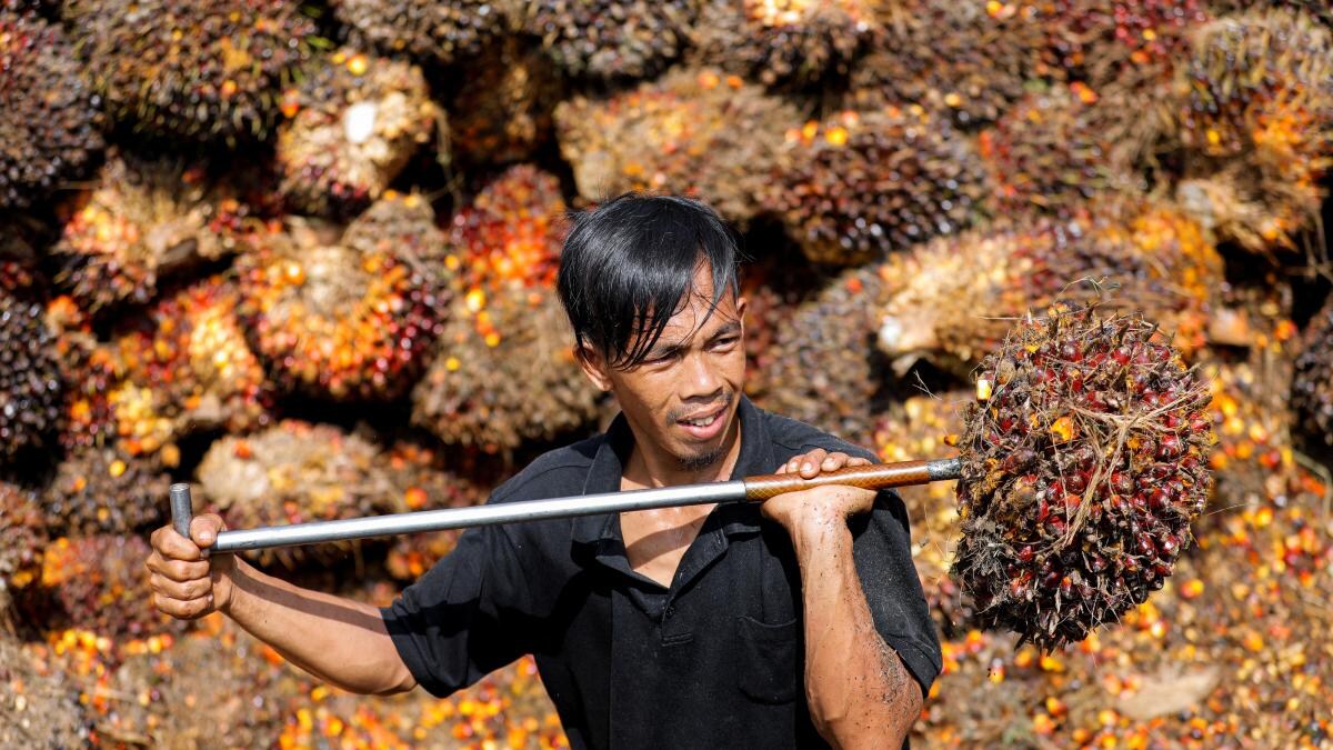 Indonesia stuns markets as it widens ban to include CPO, refined palm oil - BusinessToday