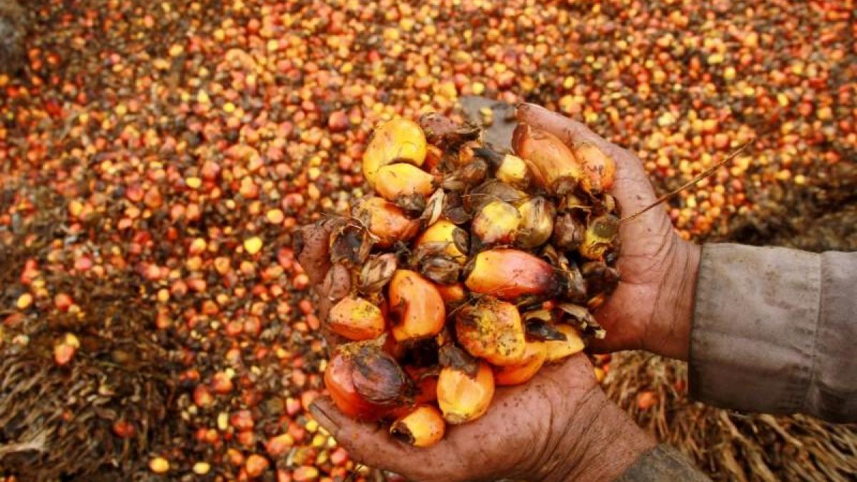 Indonesian curbs on palm oil may jack up soya oil price by 10% Indonesian curbs on palm oil may jack up soya oil price by 10%