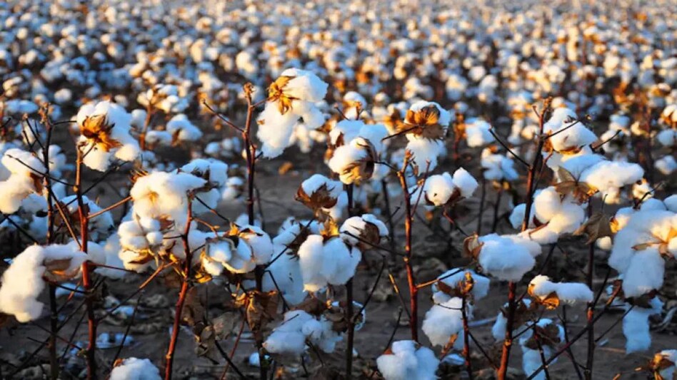 The textile industry has been seeking relief as cotton prices have soared to about Rs 90,000 per candy. The textile industry has been seeking relief as cotton prices have soared to about Rs 90,000 per candy.