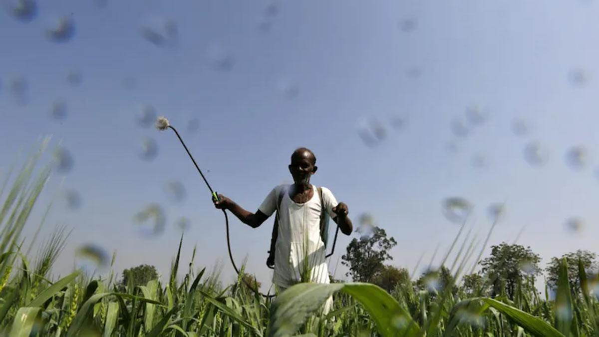 Cabinet gives nod to increase in P&K fertilizer subsidy for kharif season FY23 
