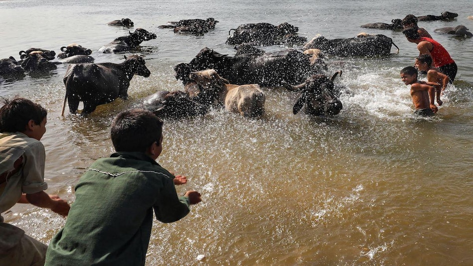 Children swim alongside buffaloes, on a hot summer day, on the outskirts of Jammu. (Image: PTI) Children swim alongside buffaloes, on a hot summer day, on the outskirts of Jammu. (Image: PTI)