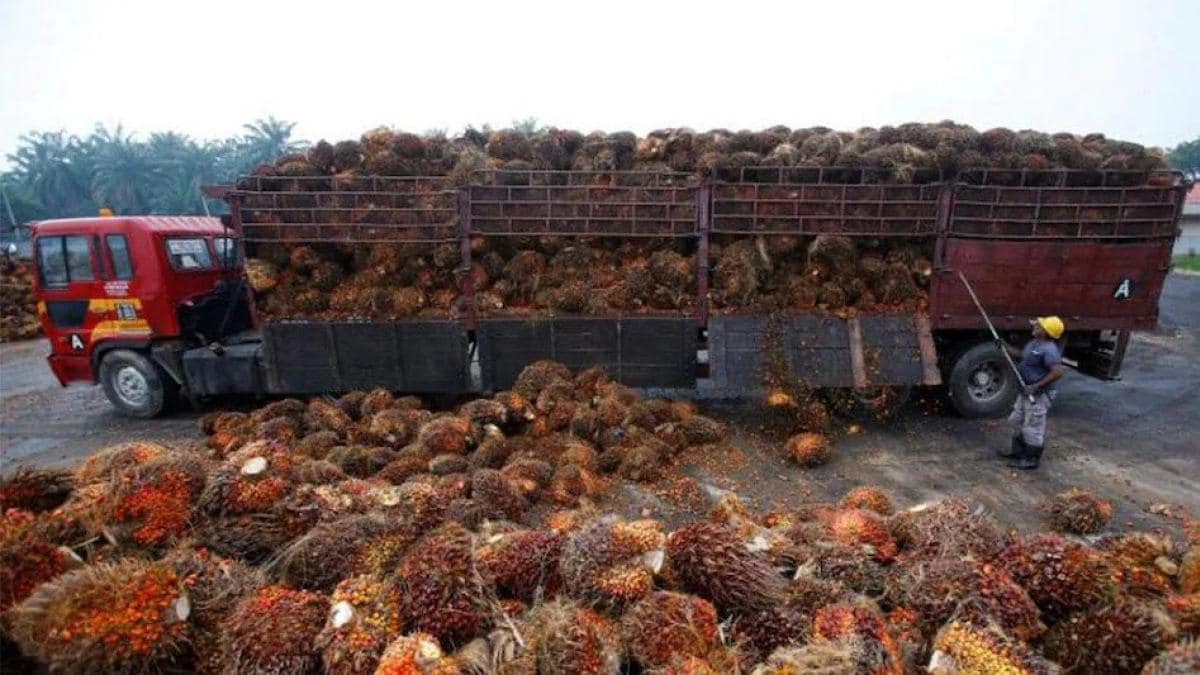 Palm oil prices jump nearly 6% on Indonesia's export ban - BusinessToday