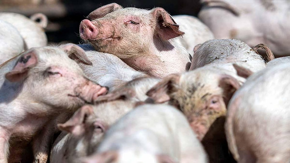 A total of 10,910 pigs were culled last year to prevent the spread of the disease. A total of 10,910 pigs were culled last year to prevent the spread of the disease.