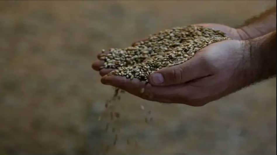 Wheat exports jumped to $2.2 billion in 2021-22 against $567 million in the previous fiscal. Wheat exports jumped to $2.2 billion in 2021-22 against $567 million in the previous fiscal.