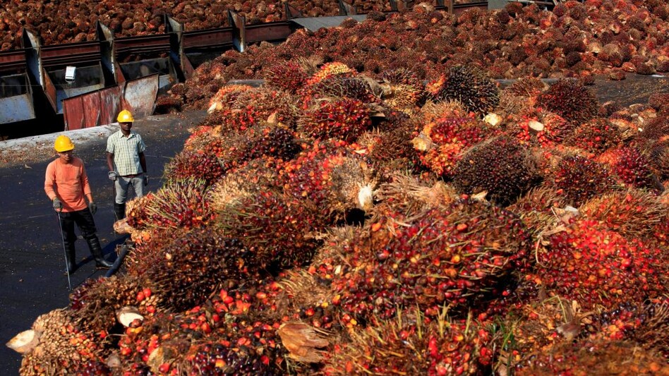 Indonesia: Ban on palm oil exports unlikely to last more than a month (Photo: Reuters) Indonesia: Ban on palm oil exports unlikely to last more than a month (Photo: Reuters)