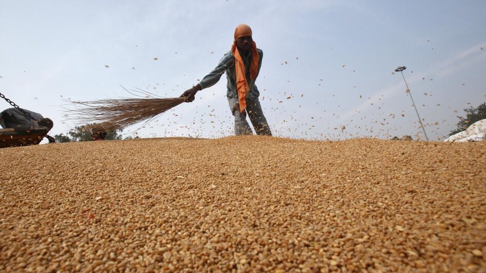Over half a dozen countries ask India to supply more than 1.5 million tonnes of wheat (Photo: Reuters) Over half a dozen countries ask India to supply more than 1.5 million tonnes of wheat (Photo: Reuters)