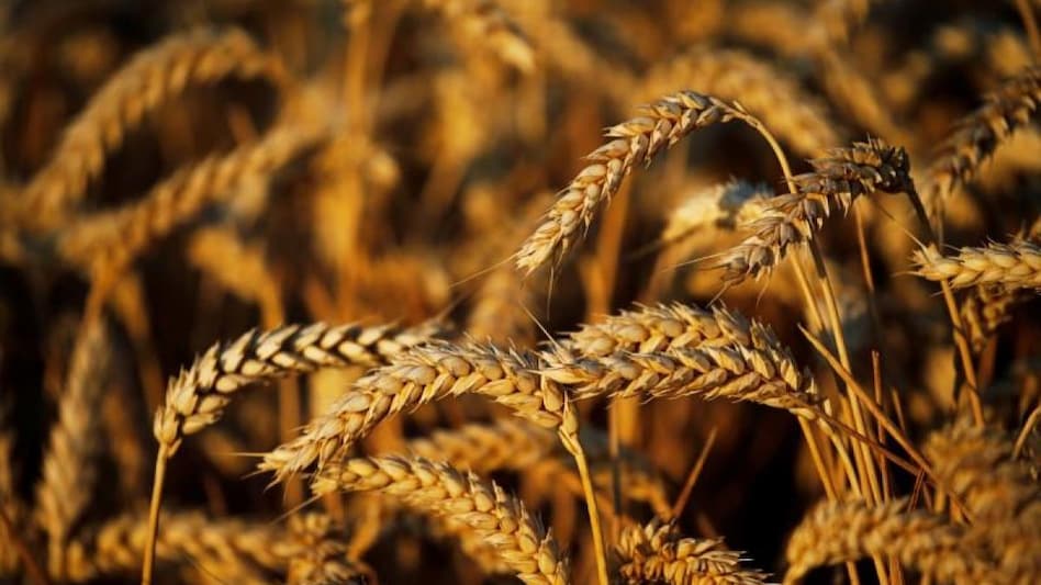 Govt revises wheat production estimate downwards by 5.7% for 2021-22 crop year (Photo: Reuters) Govt revises wheat production estimate downwards by 5.7% for 2021-22 crop year (Photo: Reuters)
